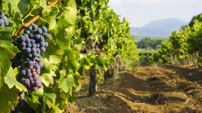 Viinamarjad viinamarjaistanduses Lõuna-Prantsusmaal Provence