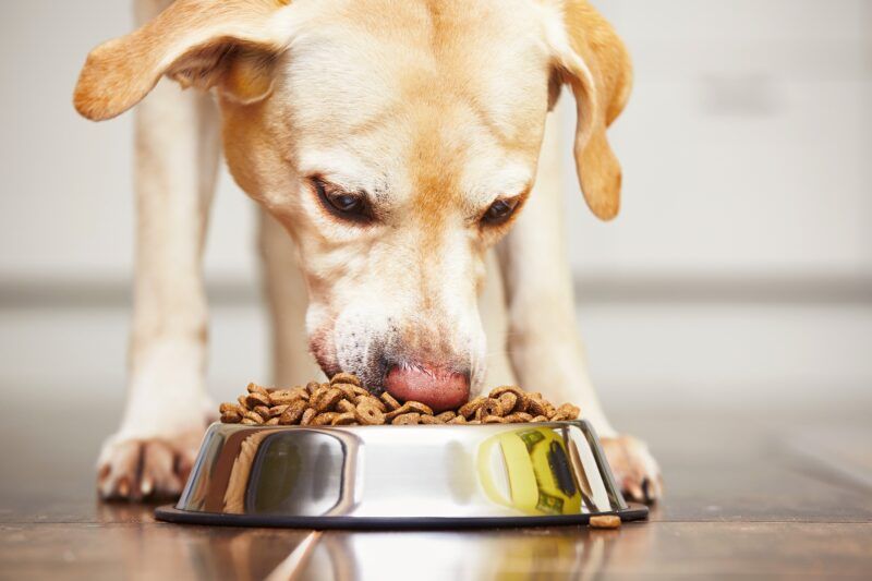 FDA investighează hrana contaminată pentru câini care a otrăvit sute de câini