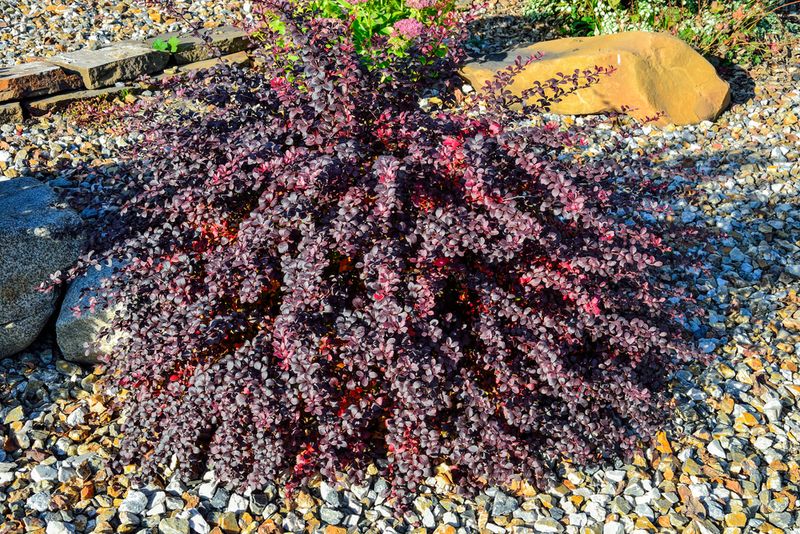 Arbusto pigmeo de Berberis thunbergii atropurpurea, Atropurpurea Nana - planta decorativa para jardinería y diseño de paisajes con hojas y bayas moradas y rojas.