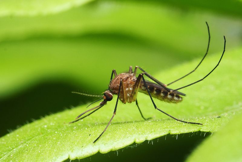 Nærbilde av en mygg på et blad