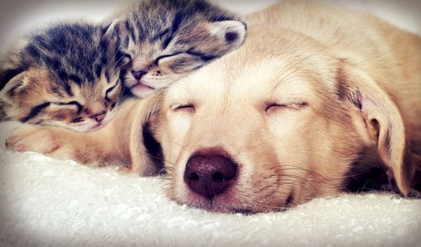 kattunger som koser med en sovende hund
